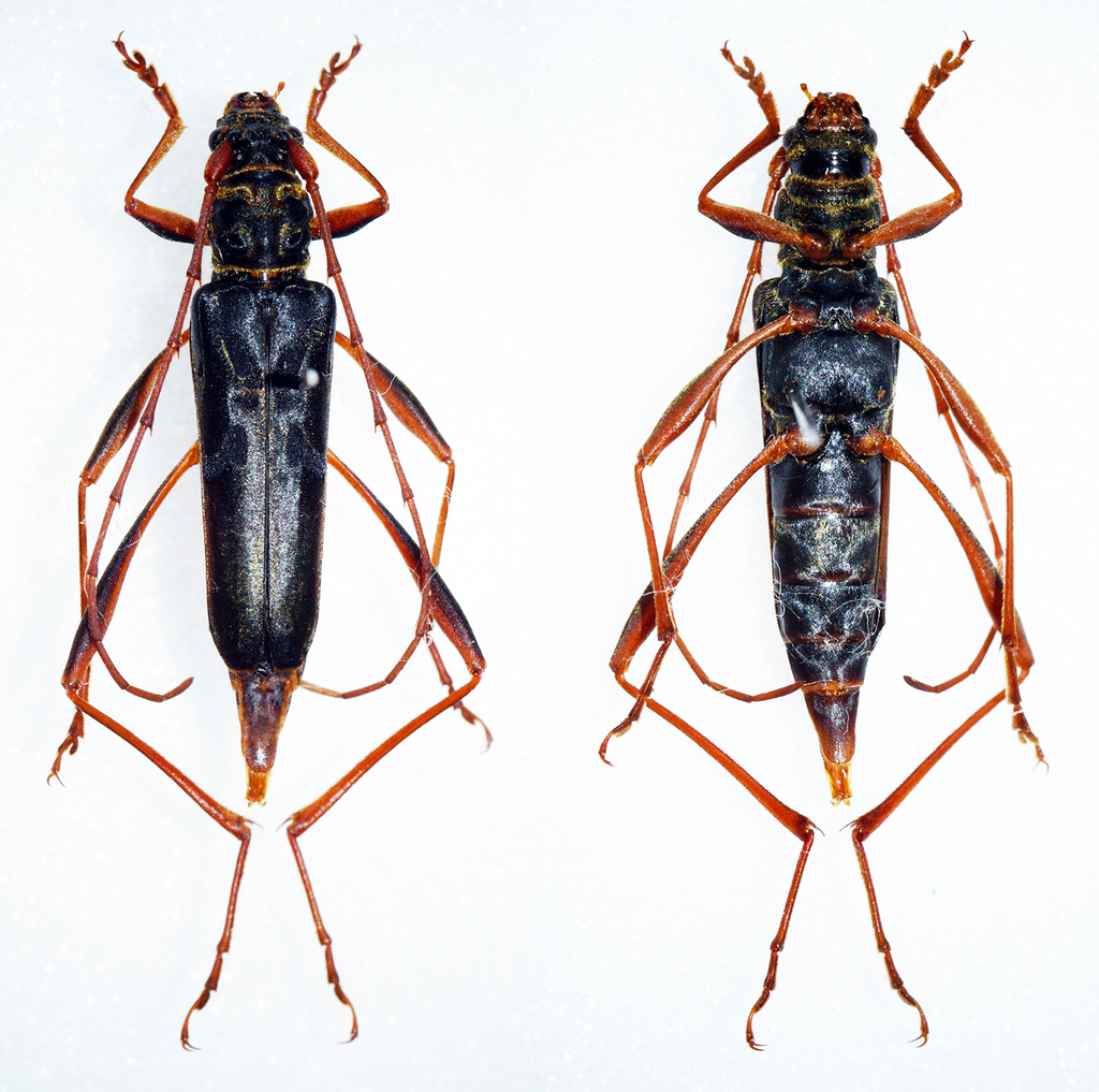 Acrocyrtidus simianshanensis
