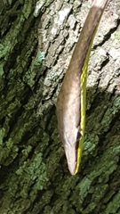 Oxybelis microphthalmus