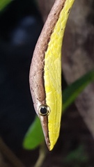 Oxybelis microphthalmus