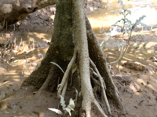 Bruguiera sexangula