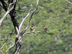 Carduelis carduelis britannica