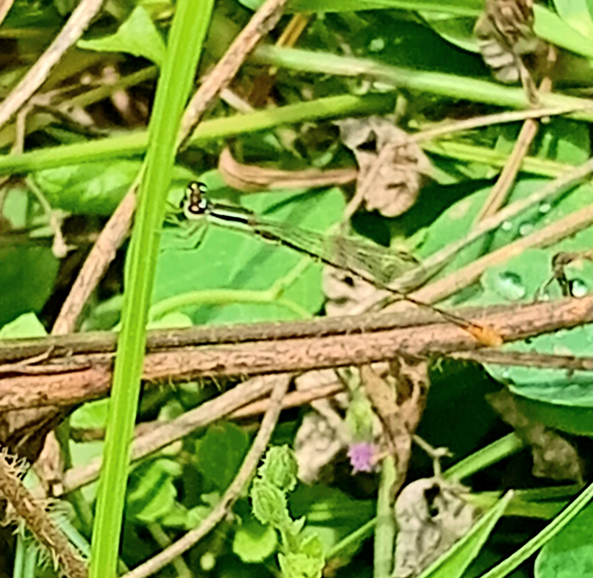 Pygmy Dartlet