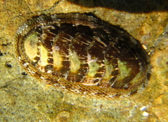 Sypharochiton