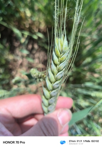 Bread Wheat