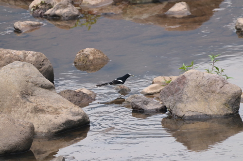White-crowned Forktail