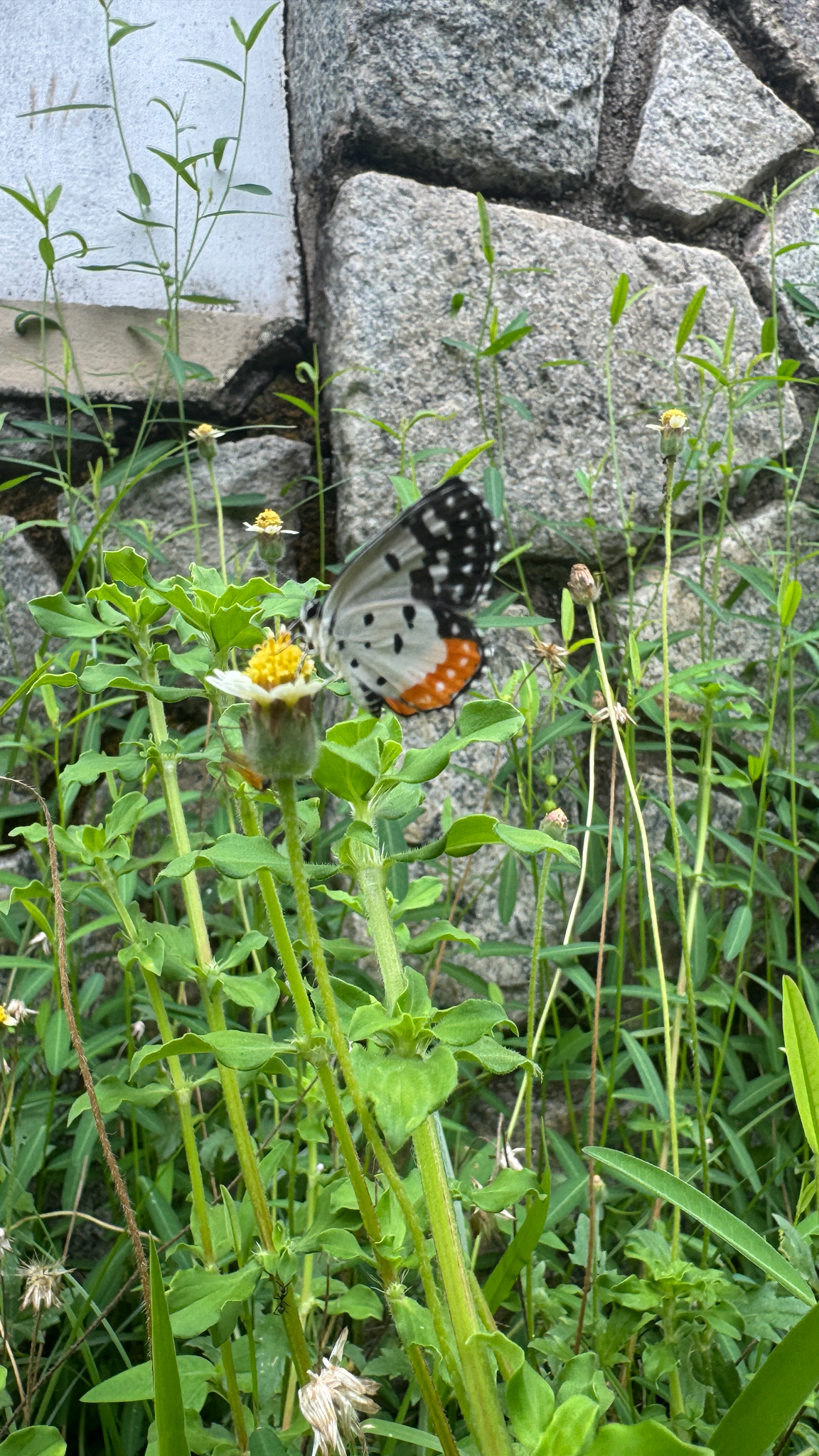Red Pierrot
