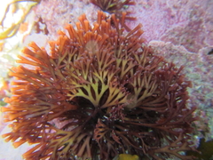 Melanthalia abscissa