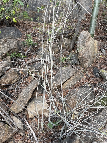 Adenia fruticosa