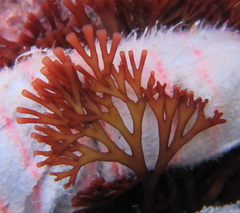 Melanthalia abscissa