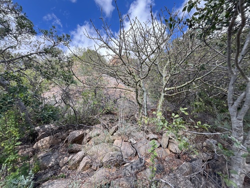 Adenia fruticosa