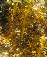 Carpophyllum plumosum