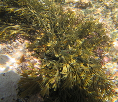 Xiphophora chondrophylla