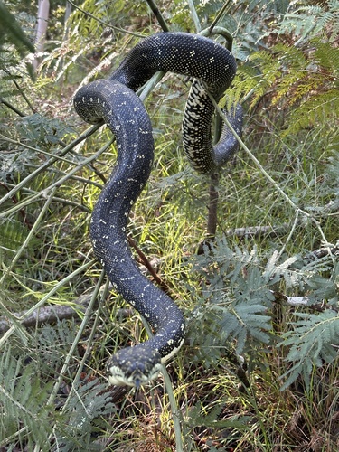 Diamond Python sighting