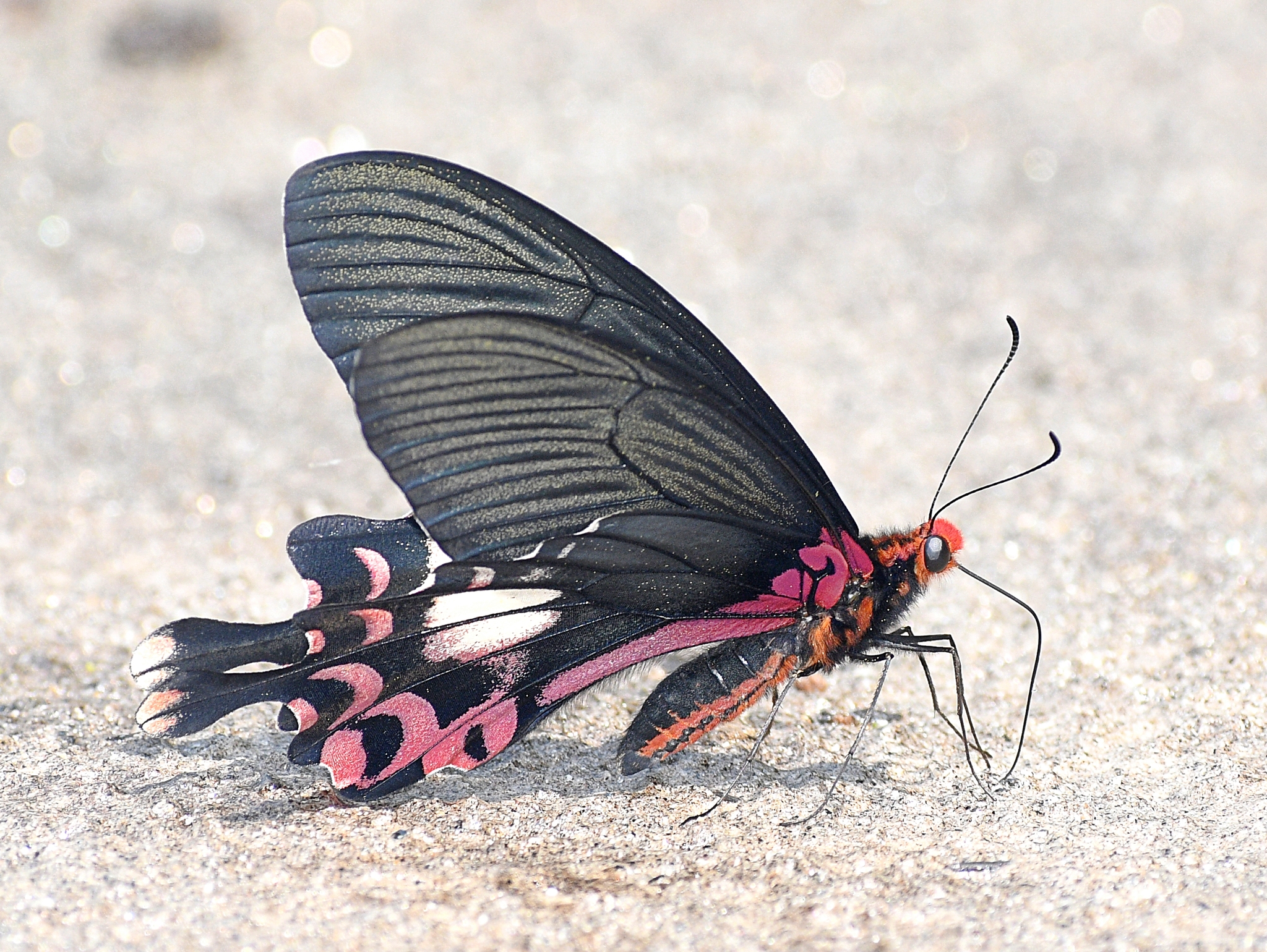 Red-Banded Mormon