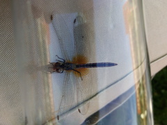 Sympetrum fonscolombii