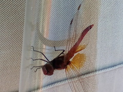 Sympetrum fonscolombii