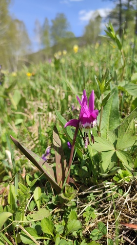 Erythronium sulevii, photograph 2