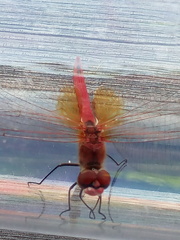 Sympetrum fonscolombii