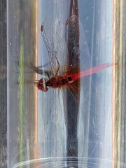 Sympetrum fonscolombii