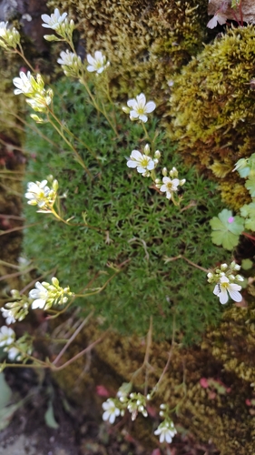 Saxifraga canaliculata, photograph 2