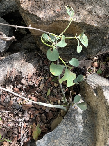 Adenia fruticosa (Adenia fruticosa)