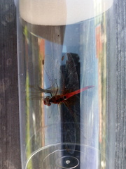 Sympetrum fonscolombii