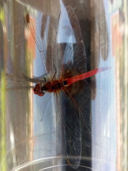 Sympetrum fonscolombii