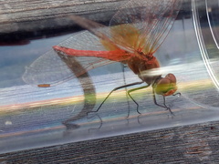 Sympetrum fonscolombii