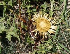 Carlina acanthifolia