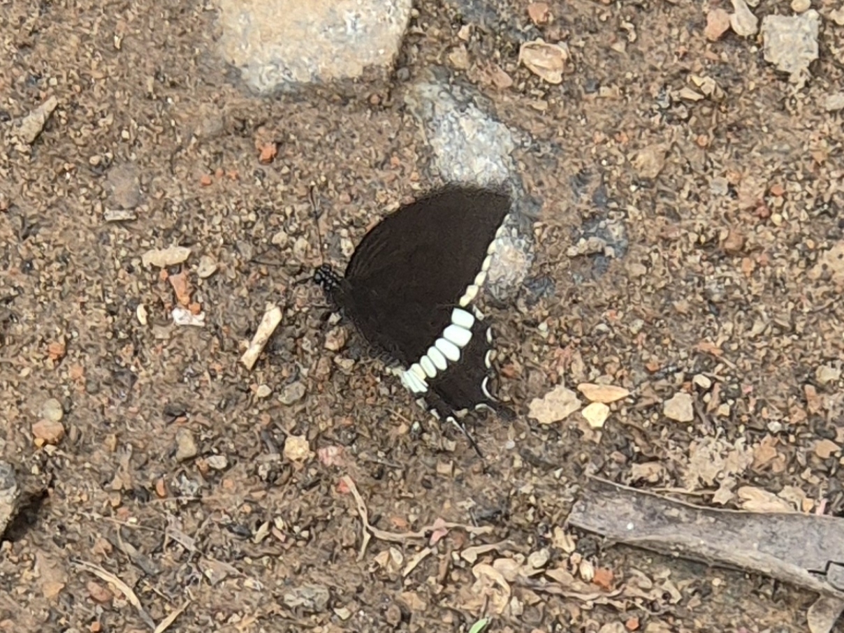 Common Mormon