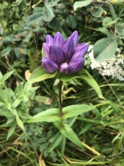 Gentiana rubricaulis