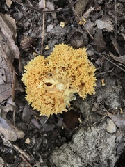 Ramaria caulifloriformis