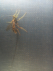 Megarhyssa nortoni