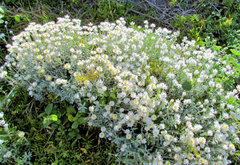 Achyranthemum argenteum