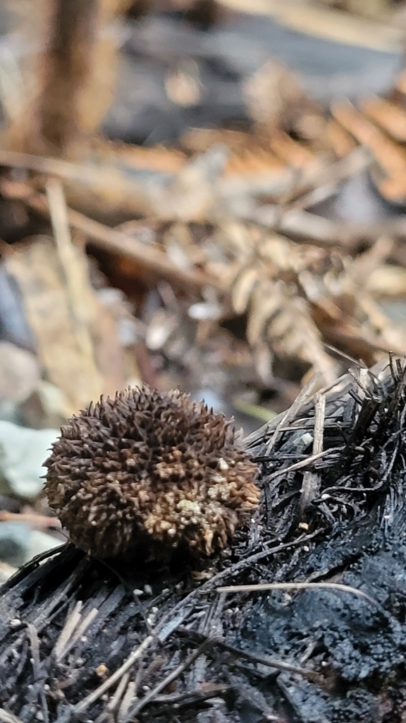 Lycoperdon compactum · May 2025 · photo: © s83482 (iNaturalist, cc-by)