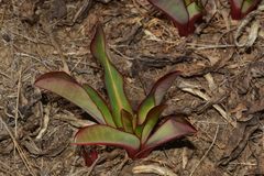 Euphorbia khandallensis