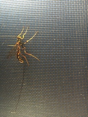 Megarhyssa nortoni