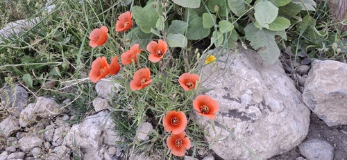 Long-headed poppy
