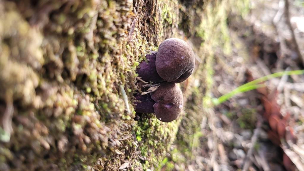 Tylopilus formosus · May 2025 · photo: © s83482 (iNaturalist, cc-by)
