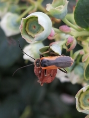 Chauliognathus limbicollis