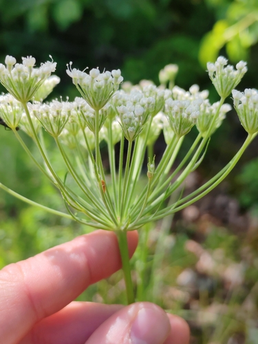 Candy carrot (Athamanta turbith)