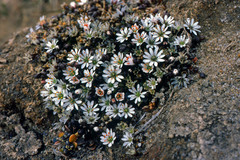 Stellaria humifusa