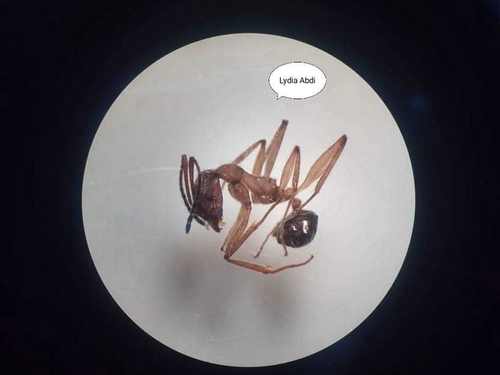 Aphaenogaster testaceopilosaAphaenogaster testaceopilosa