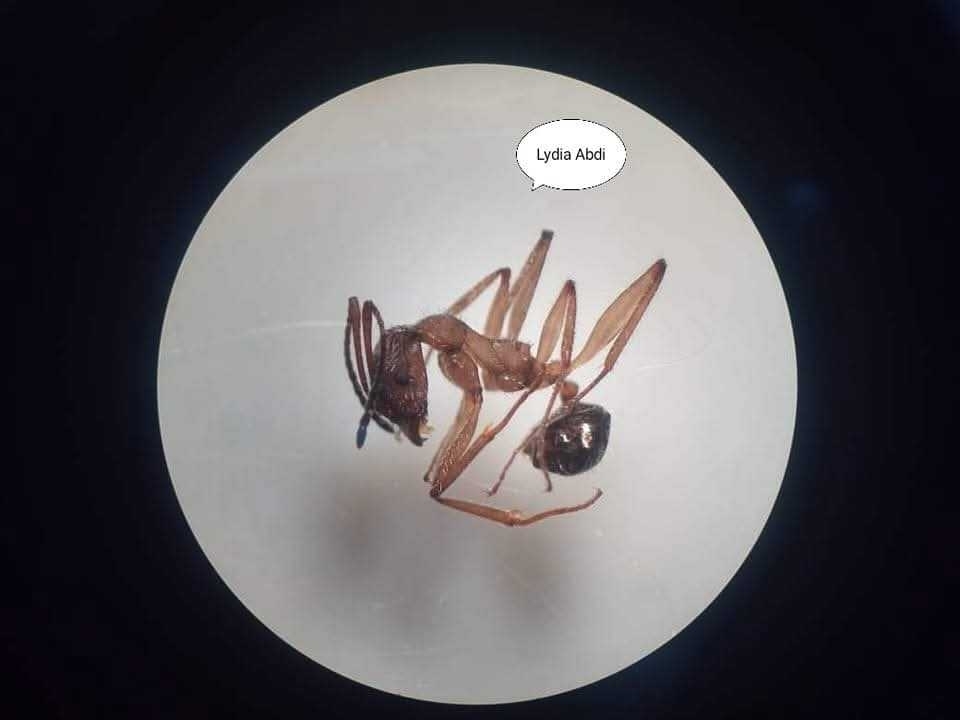 Aphaenogaster testaceopilosa cabylica