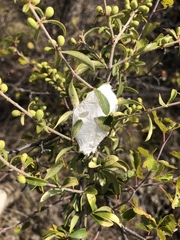 Ligustrum quihoui