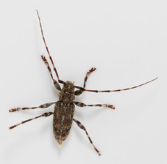 Graphisurus fasciatus