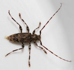 Graphisurus fasciatus