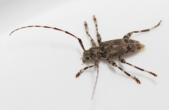 Graphisurus fasciatus