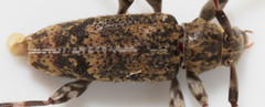 Graphisurus fasciatus