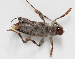 Graphisurus fasciatus